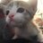 kittyop